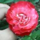 小清