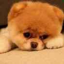  凉城 旧梦 