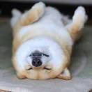 超级小能猫
