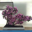 芳