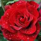 带刺玫瑰（拒绝连赞）