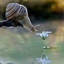 安之若素淡然若水