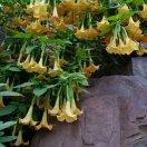 梦林山庄(金生安)