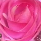 芳草