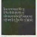 可爱的格桑花🌸