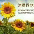 何三姐