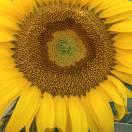 都知道就是不说