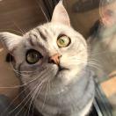 皮皮猫