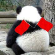 天才小熊猫的个人资料