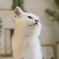 花花与三猫CatLive的抖音头像