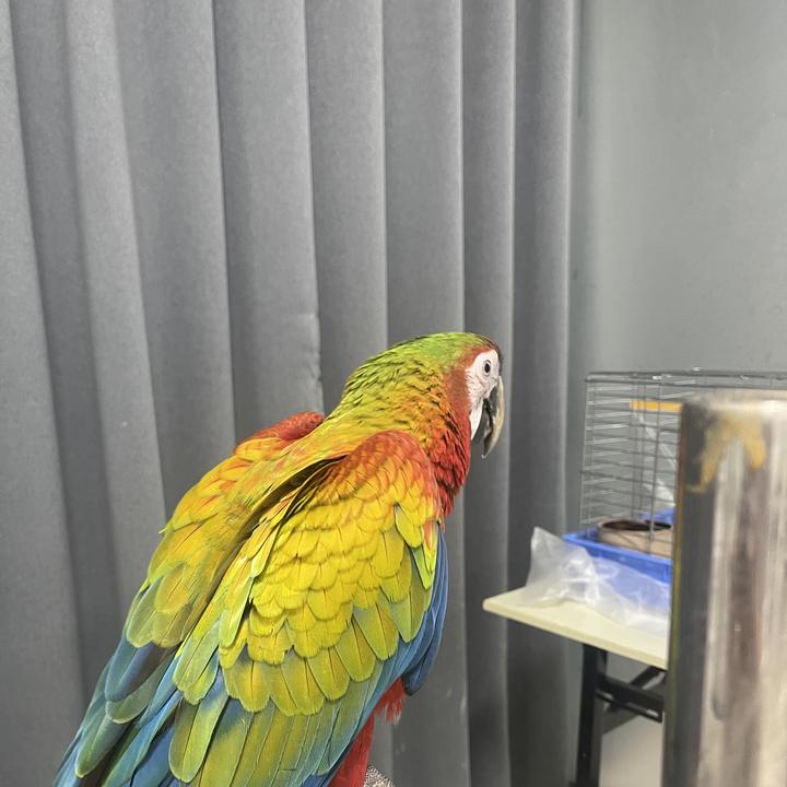 酷酷鹦鹦乐湾