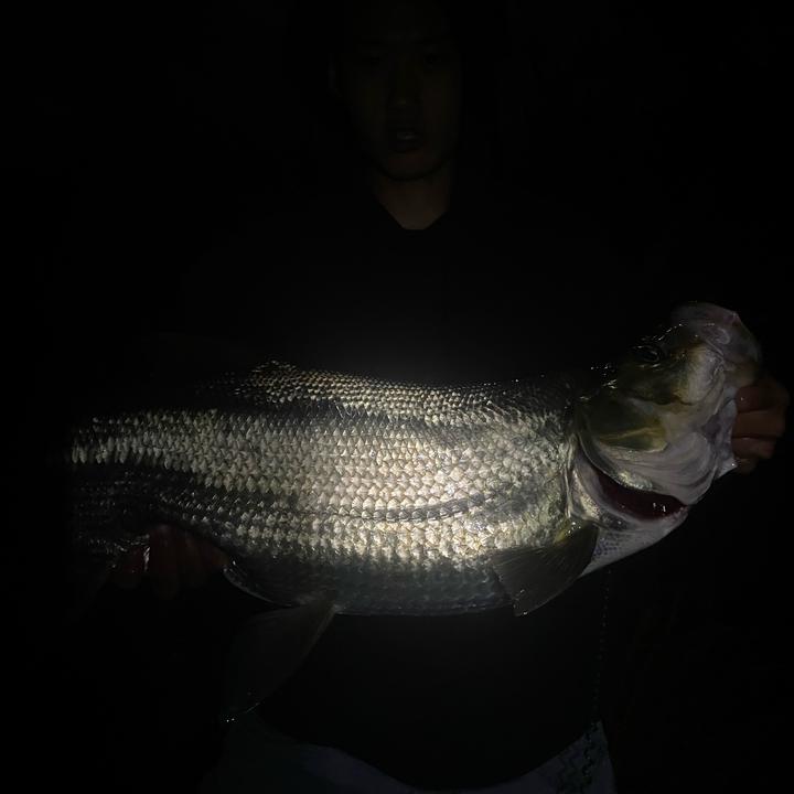 H H H🎣