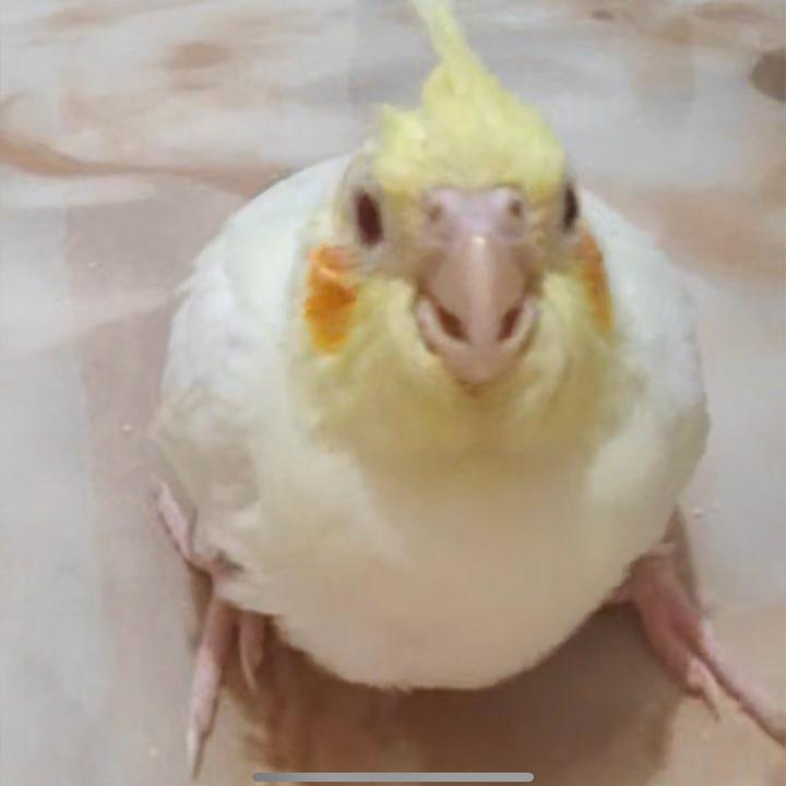 元宝妞妞