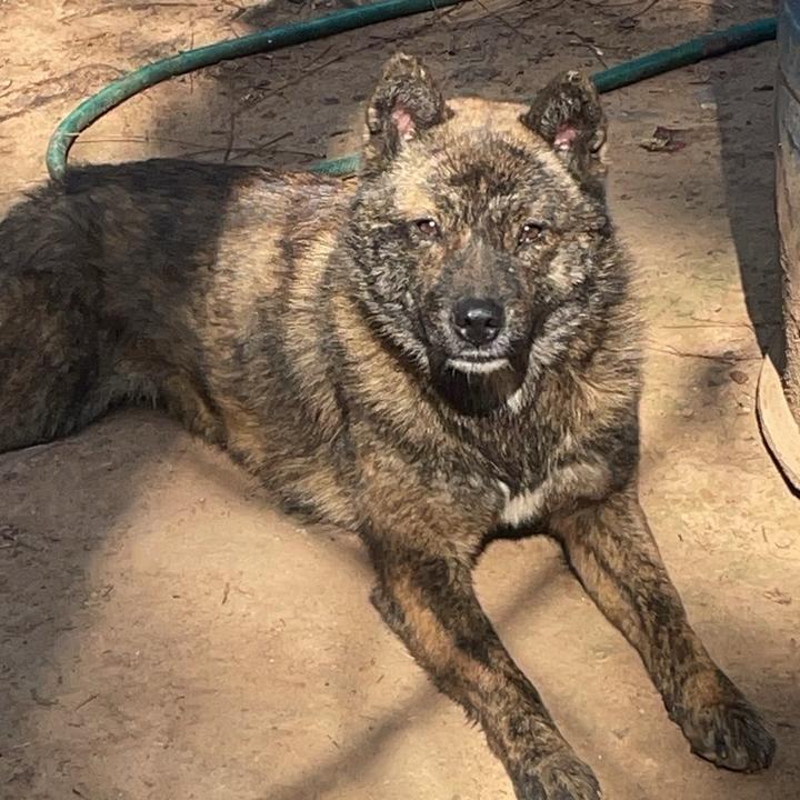 中华田园犬（土狗）交流群 群聊头像