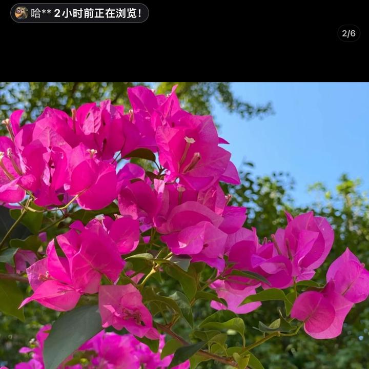 念念三角梅园艺场