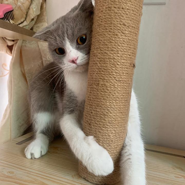 柒