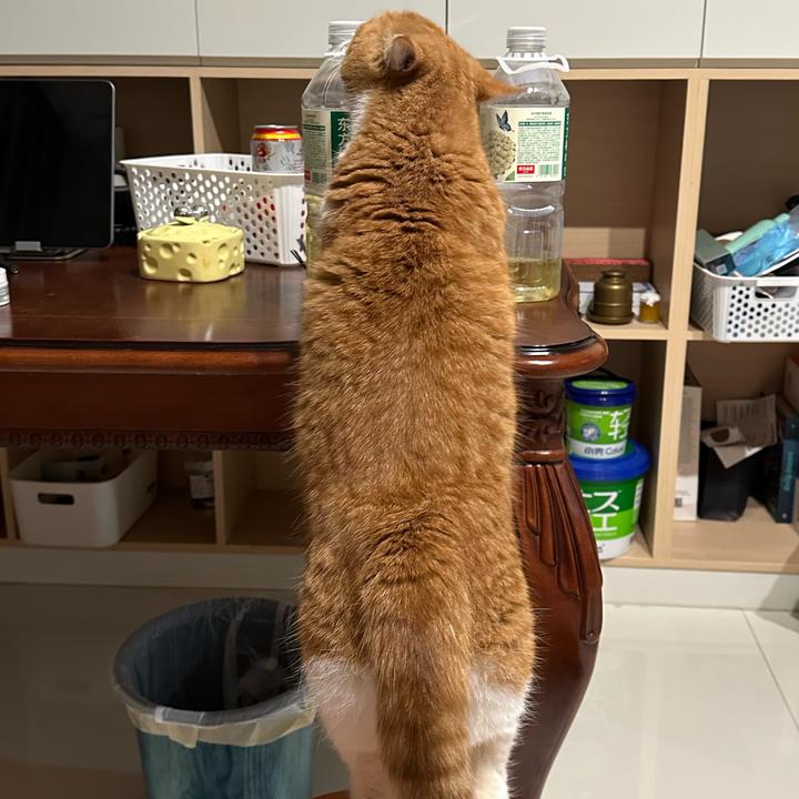小葵🐈