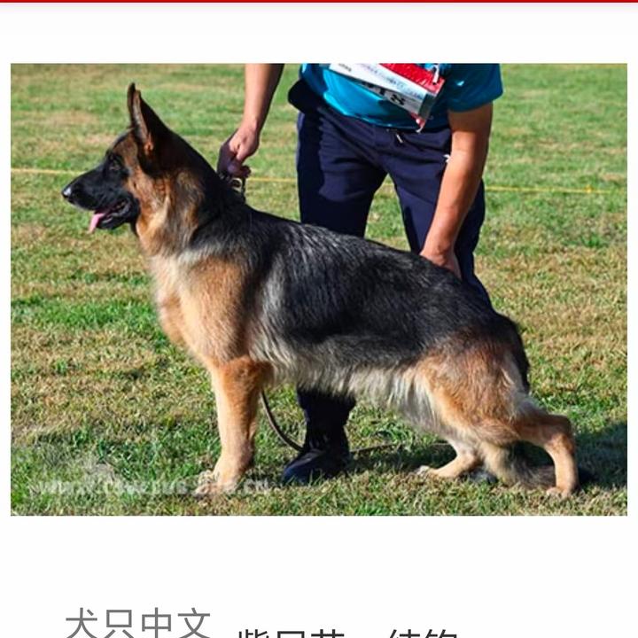 CSV凌轩犬舍德牧（买🐶刘☎️）