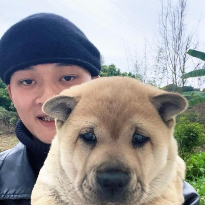小米田园犬（犬舍）