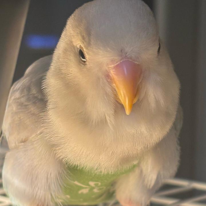 皮
