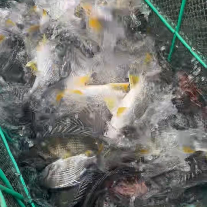 今天不打龟