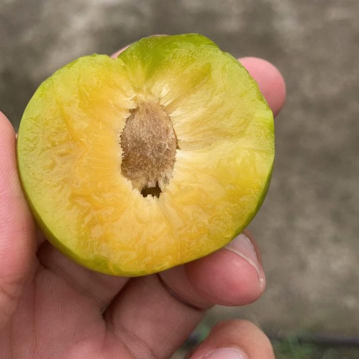 果树种植交流群 群聊头像