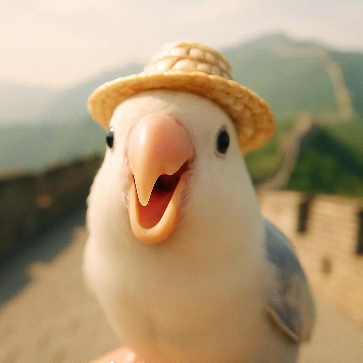 喜巢·手养鹦鹉