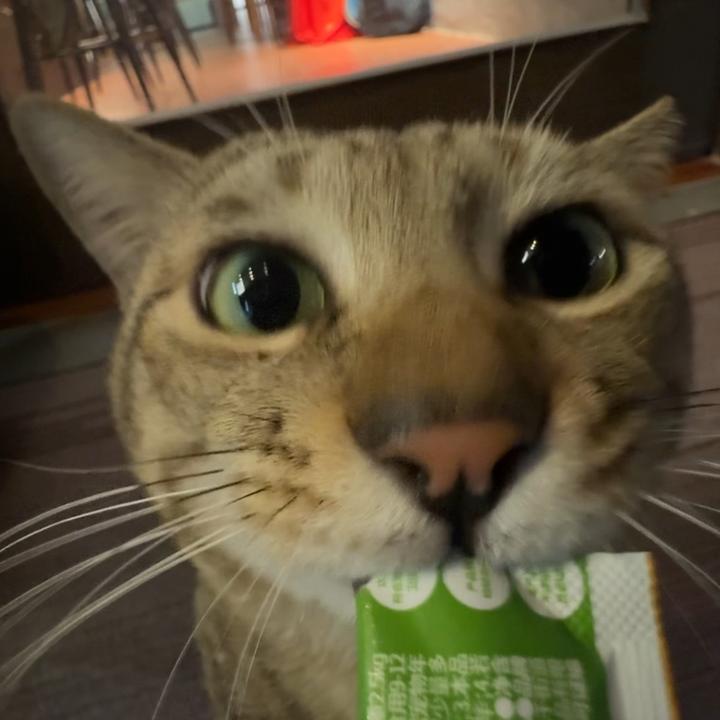 老师我太想进部了