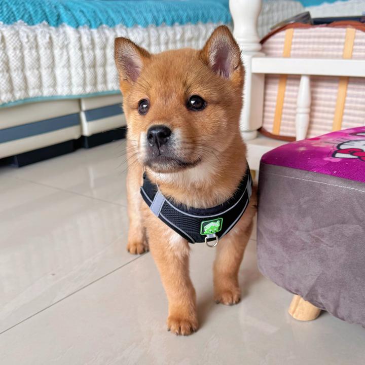 田园犬拿铁