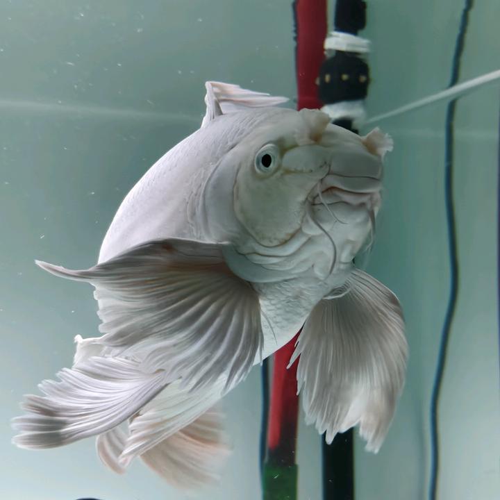 旧的蝴蝶鲤