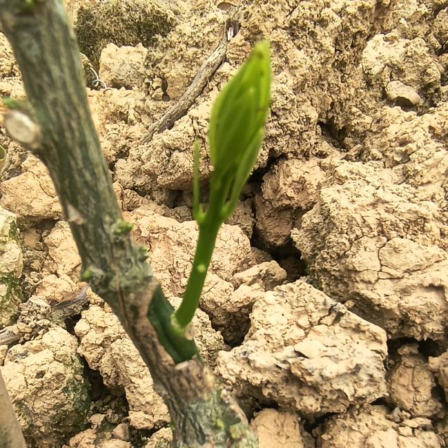 与别人不一样的金桔种植户头像