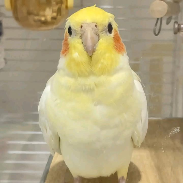 飞宠鸟舍