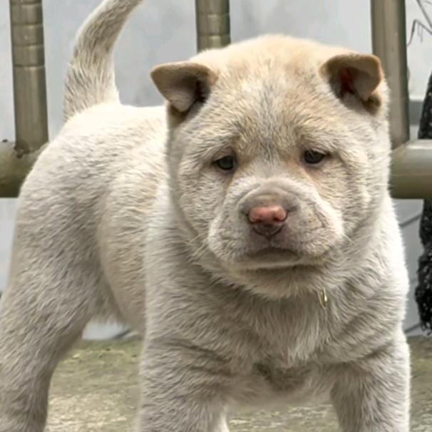 山野寻犬