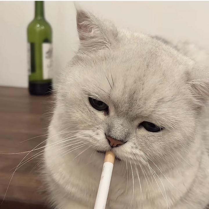 烂片王中王