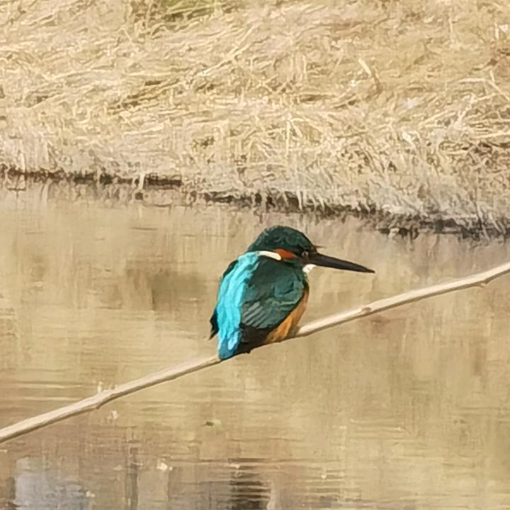 嘉隆钓客