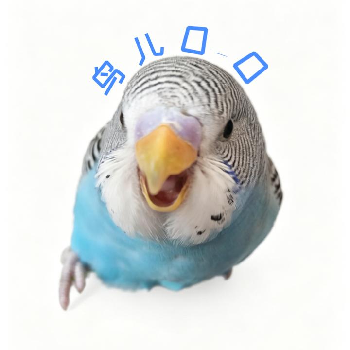 鸟儿 O_O