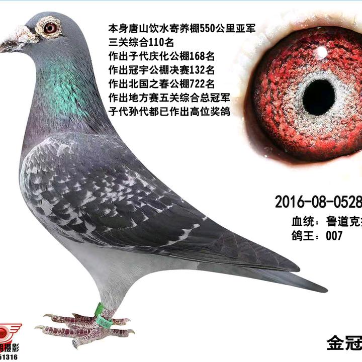 鸽王家族桑杰士大号