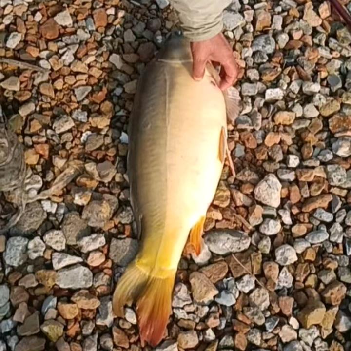 休闲钓场（1号鲤鱼池）🐡
