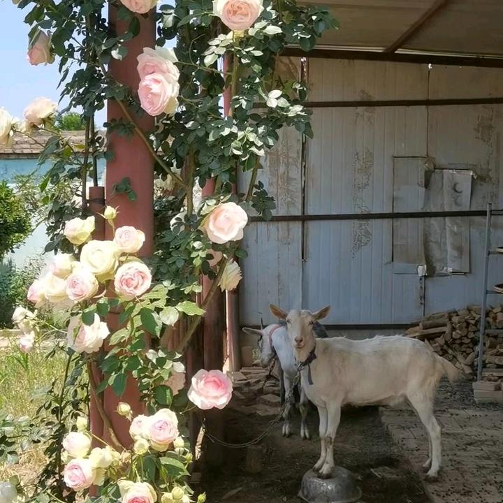 妮妮的花园