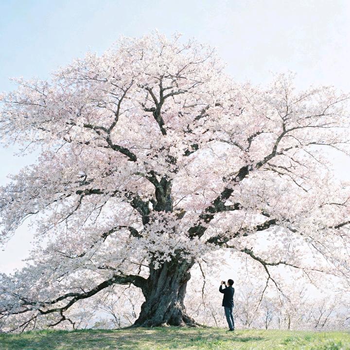 樱花栽植基地