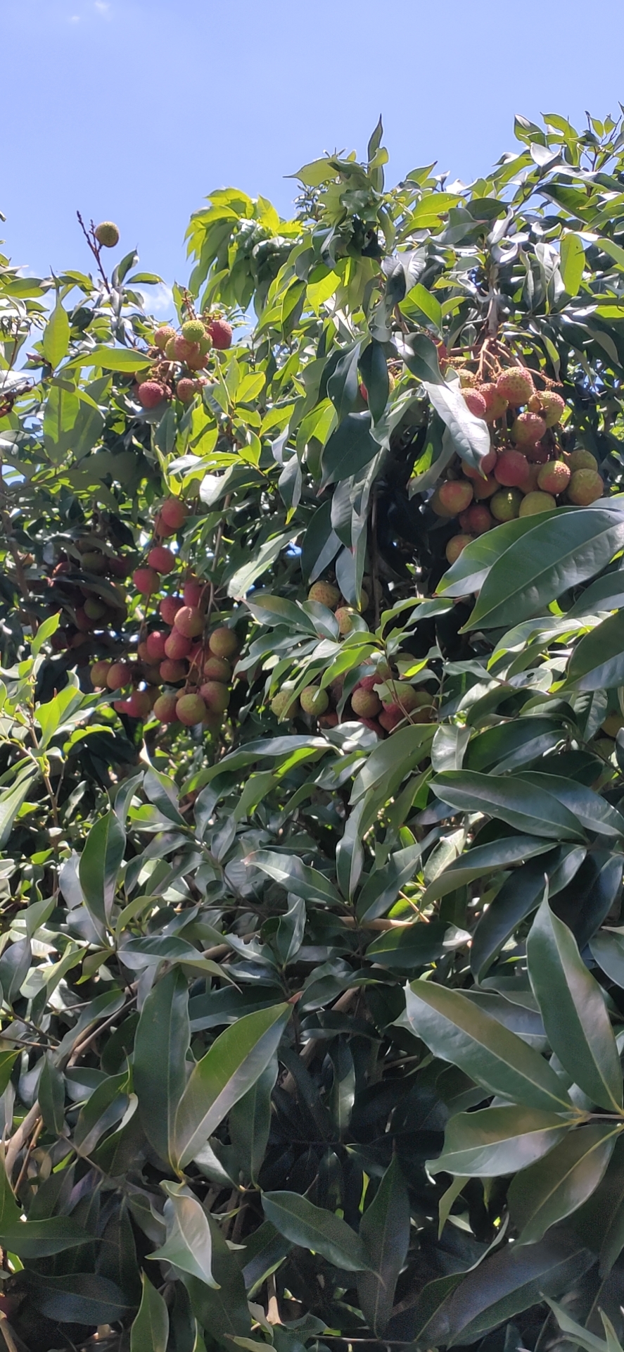 五指山毛阳儒举槟榔收购点的小店