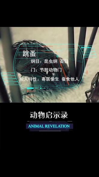 67「螃蟹」宁可得罪君子,不要招惹小人@白泽#成长力计划 #心跳剧场