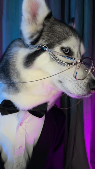 二哈 这位美女不知道能否邀请你跳一支舞@dou 小助手